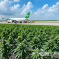 One Tonne CO2 Removed Effectively